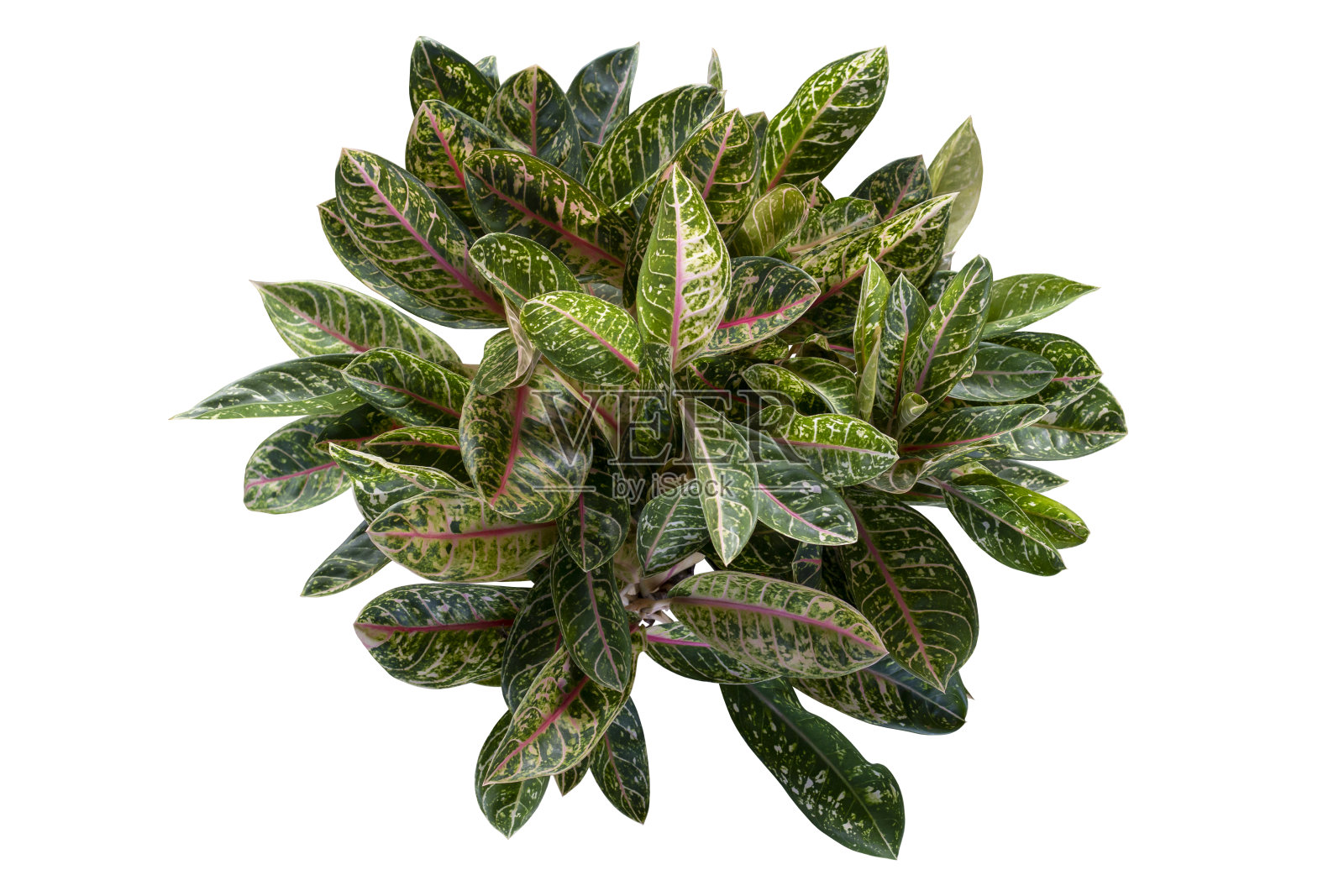 Aglaonema sp. ' Kwakmahamongkon '或中国常青树的俯视图，生长在孤立的白色背景上，包括修剪路径。照片摄影图片