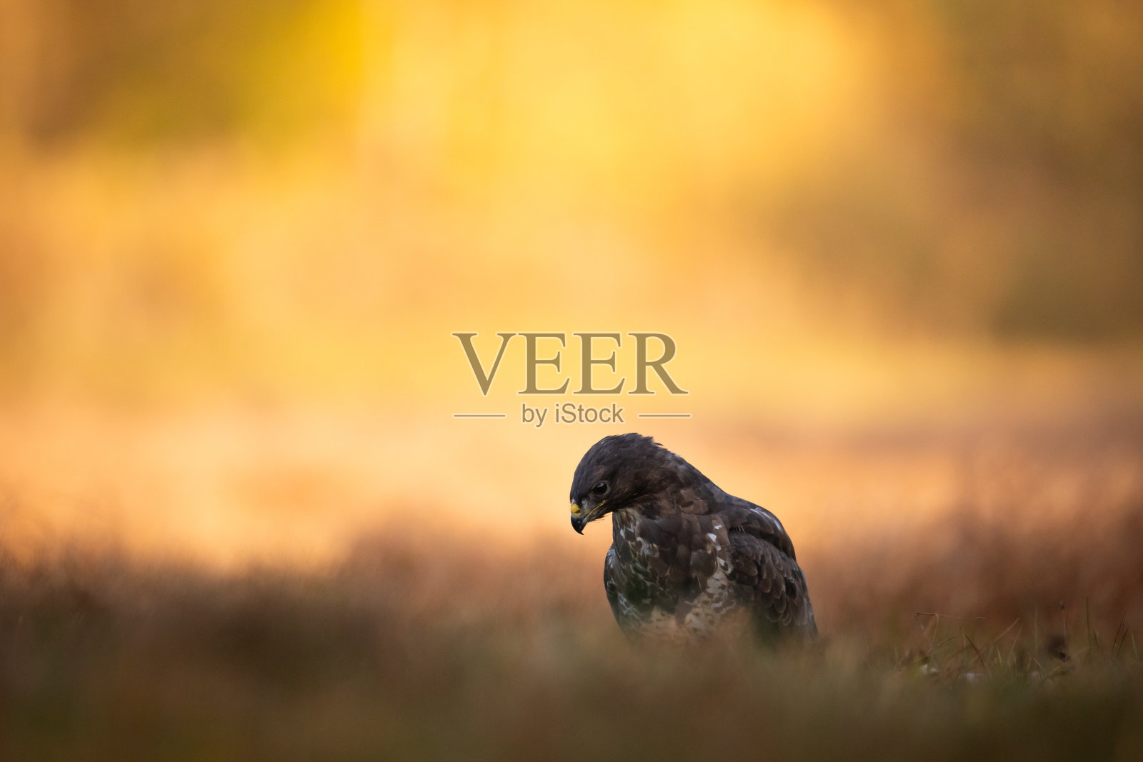 猛禽-常见的秃鹰Buteo Buteo降落在草地上，狩猎时间，野生动物波兰欧洲照片摄影图片