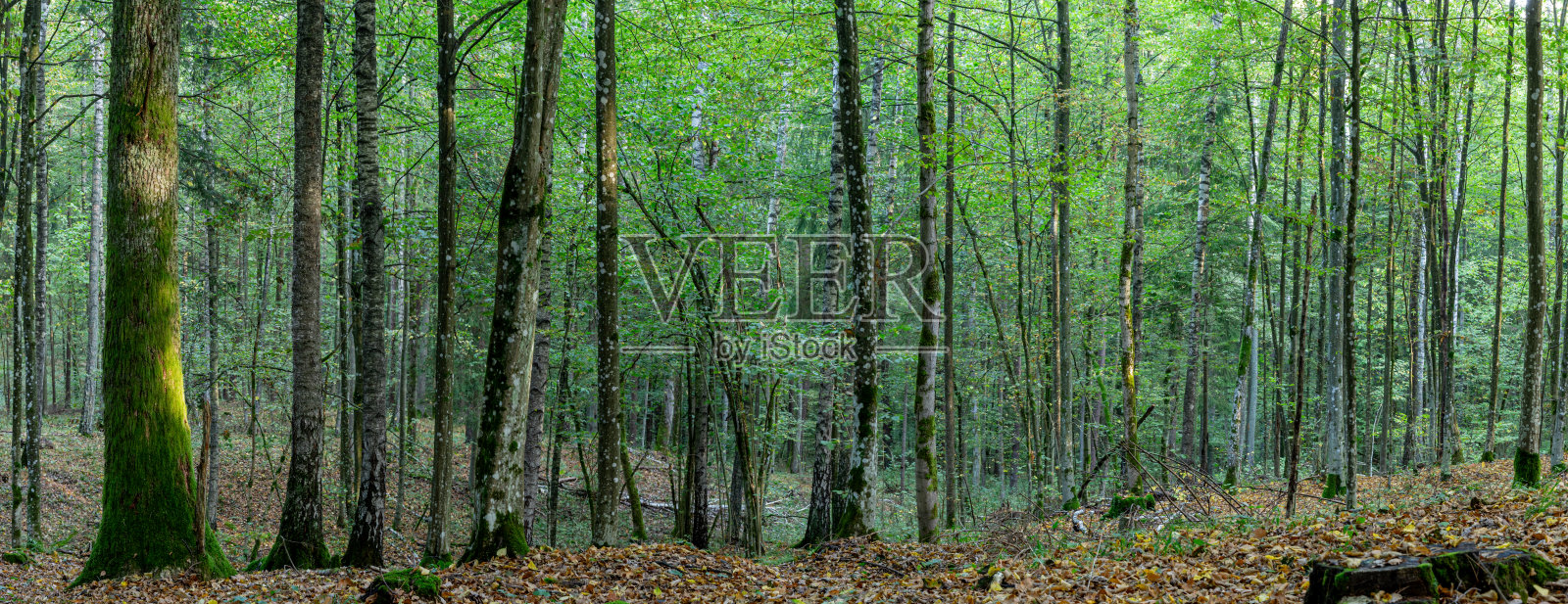 秋季全景景观雾蒙蒙的克尼琴原始森林，波兰欧罗巴山毛榉树照片摄影图片