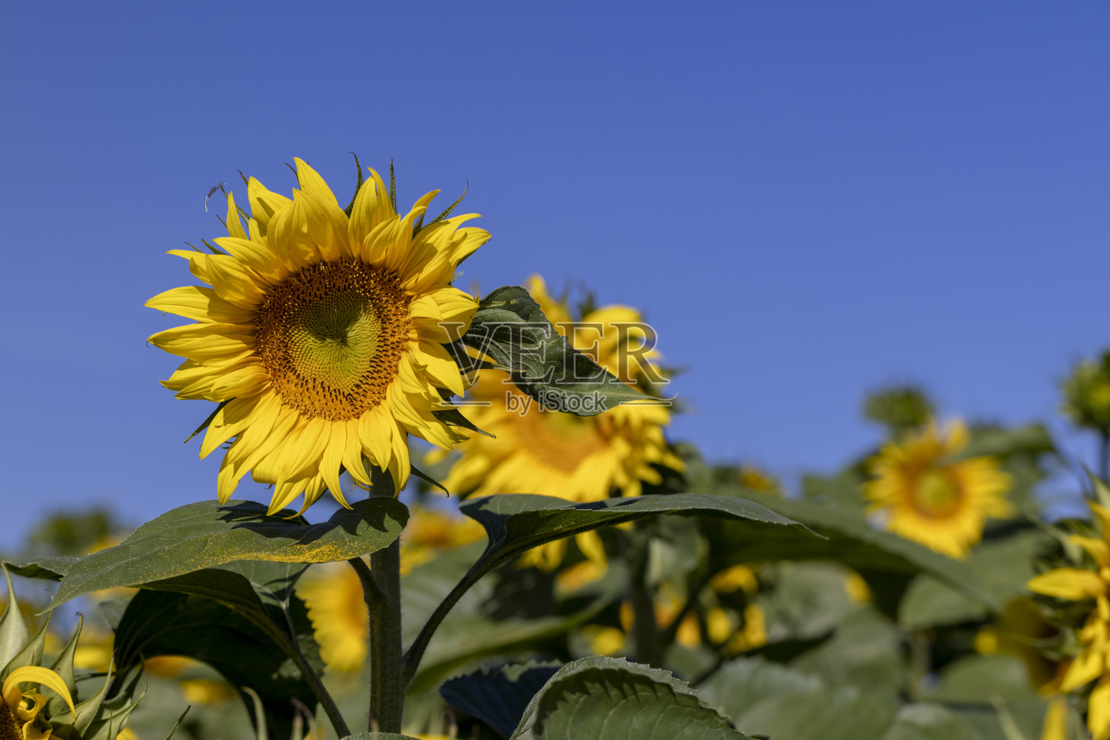 夏天盛开着美丽的黄色向日葵照片摄影图片