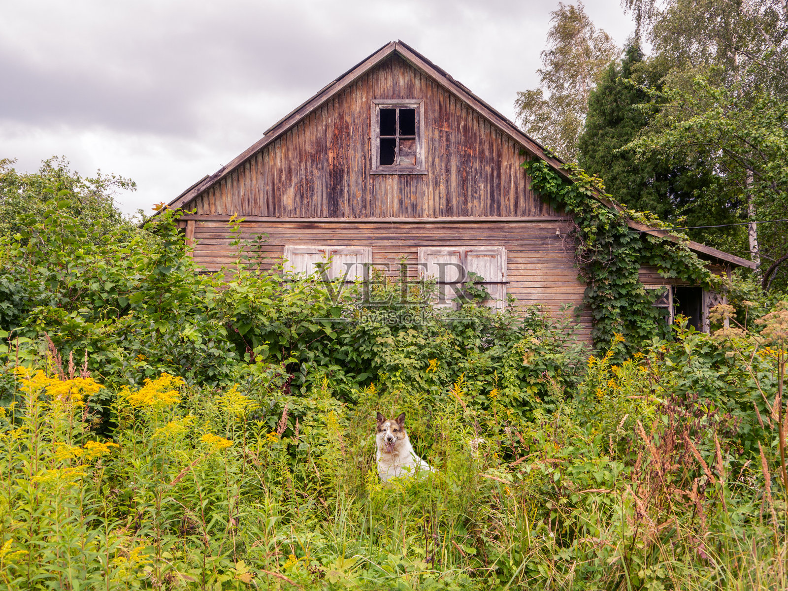 在多云的天空下，白狗坐在破旧的木屋前照片摄影图片