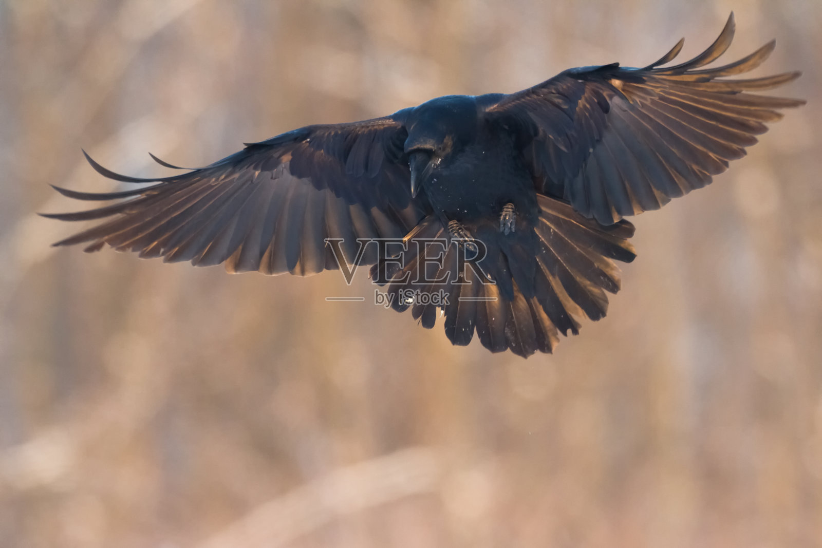 一种美丽的乌鸦鸦科拉克斯，鸟类北波兰欧洲照片摄影图片