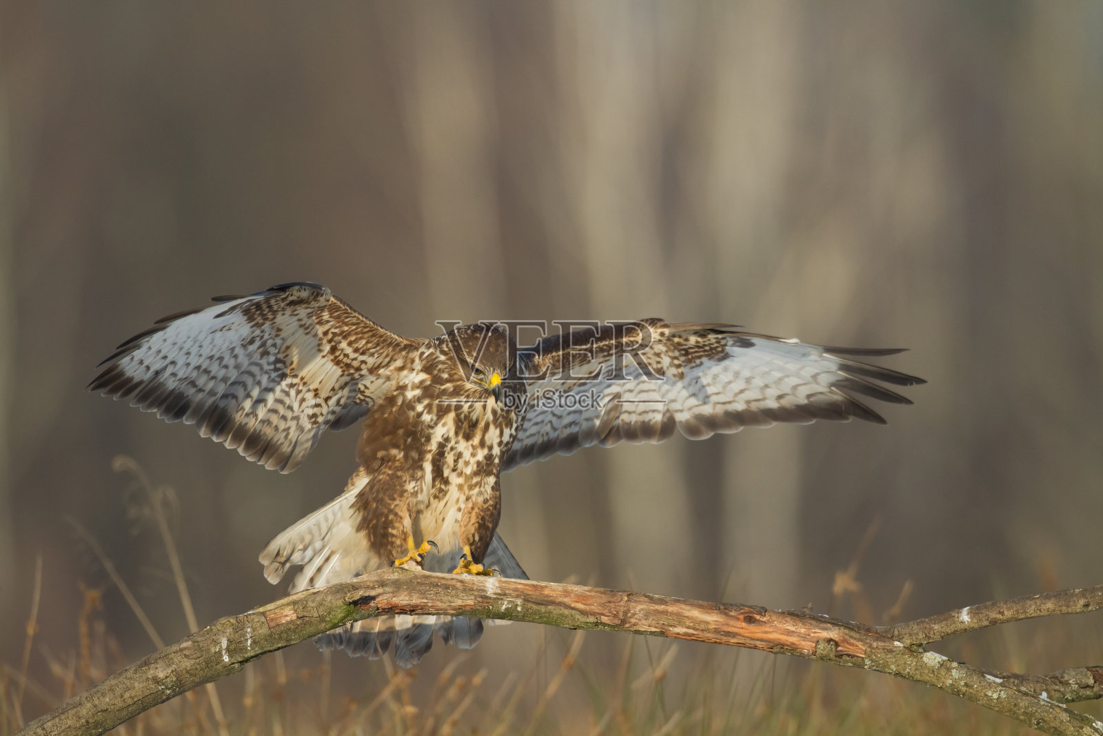 猛禽-常见的秃鹰Buteo Buteo降落在草地上，狩猎时间，野生动物波兰欧洲照片摄影图片