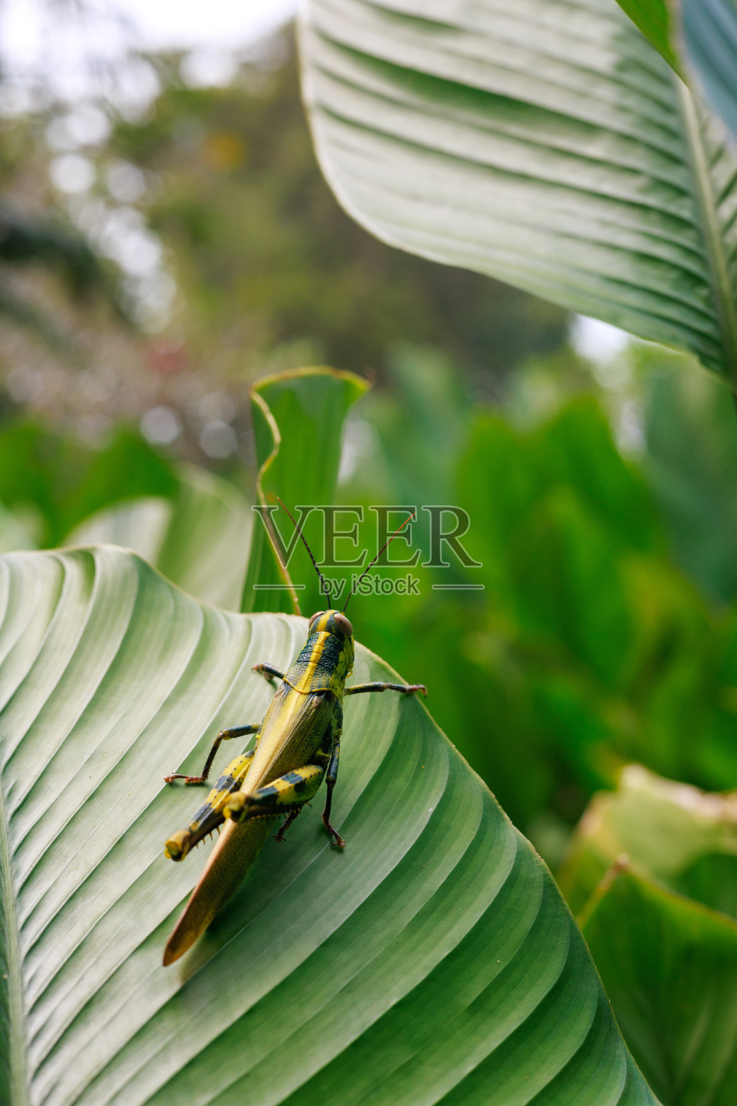 一只蚱蜢在野外的一片叶子上照片摄影图片