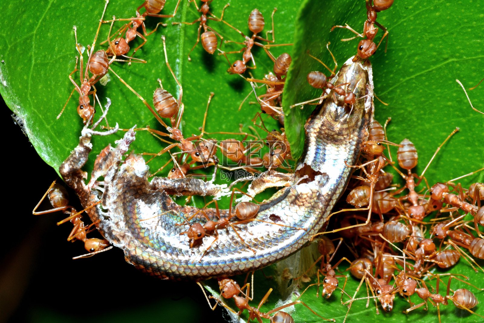 蚂蚁拖蜥蜴到巢-动物行为。照片摄影图片