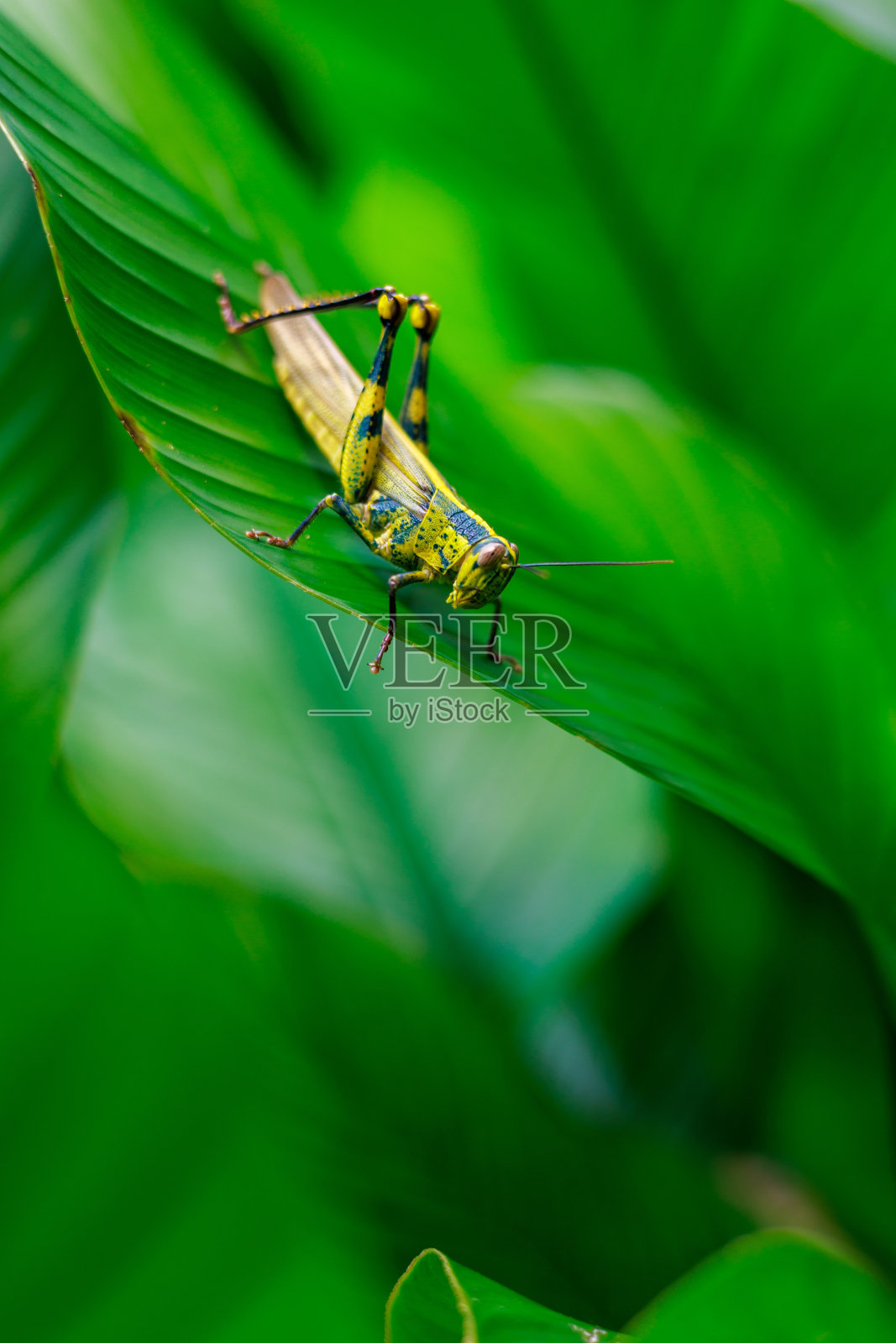 一只蚱蜢在野外的一片叶子上照片摄影图片