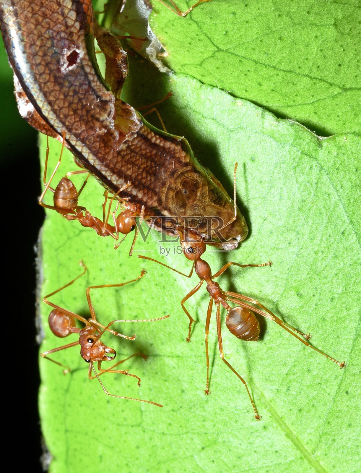 蚂蚁拖蜥蜴到巢-动物行为。照片摄影图片