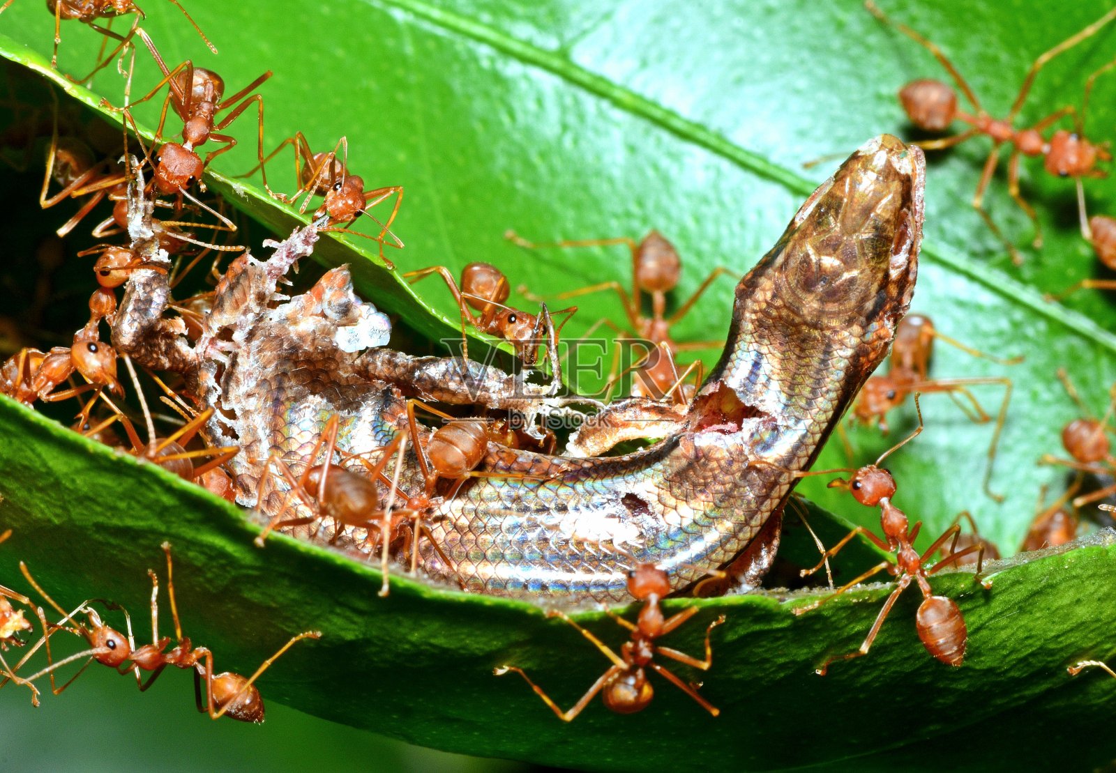 蚂蚁拖蜥蜴到巢-动物行为。照片摄影图片