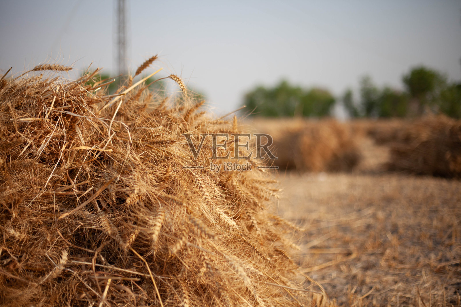 白天的金色大麦田照片摄影图片