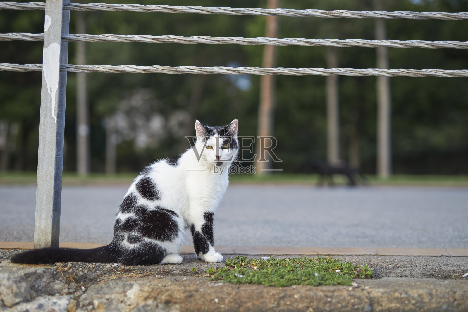 黑猫和白猫坐在人行道上照片摄影图片