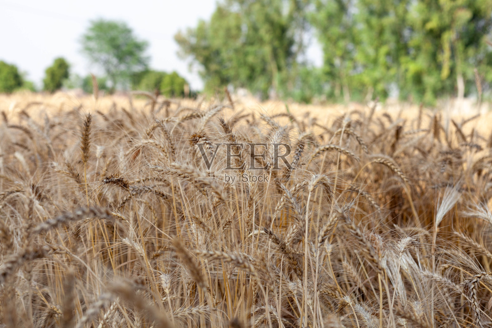 白天的金色大麦田照片摄影图片