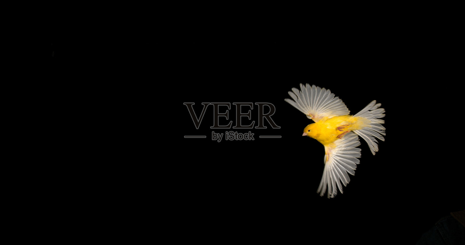 黄色金丝雀，在黑色背景下飞行的成年鸟照片摄影图片