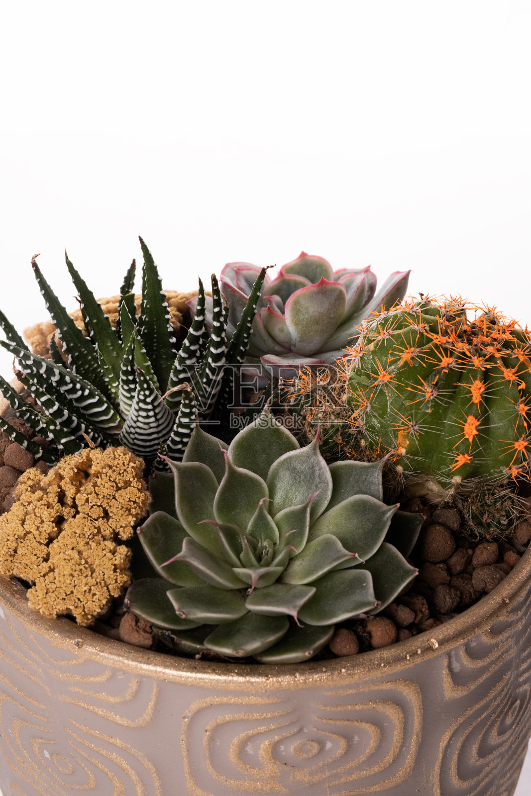 多肉和仙人掌的安排与微型房子开放的玻璃盆底白色背景照片摄影图片