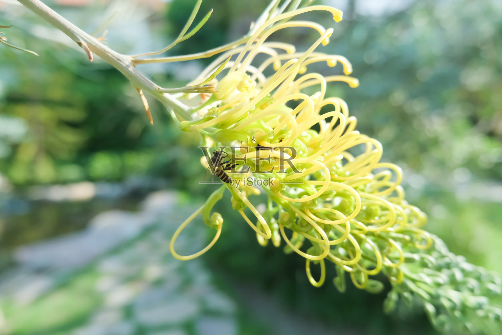 灌木上的小蜜蜂和纤细的花朵。照片摄影图片