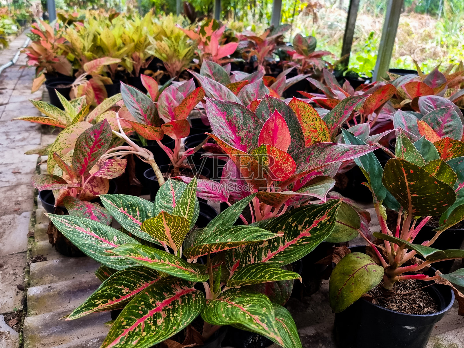 青花草或红青花草或中国常绿植物。照片摄影图片