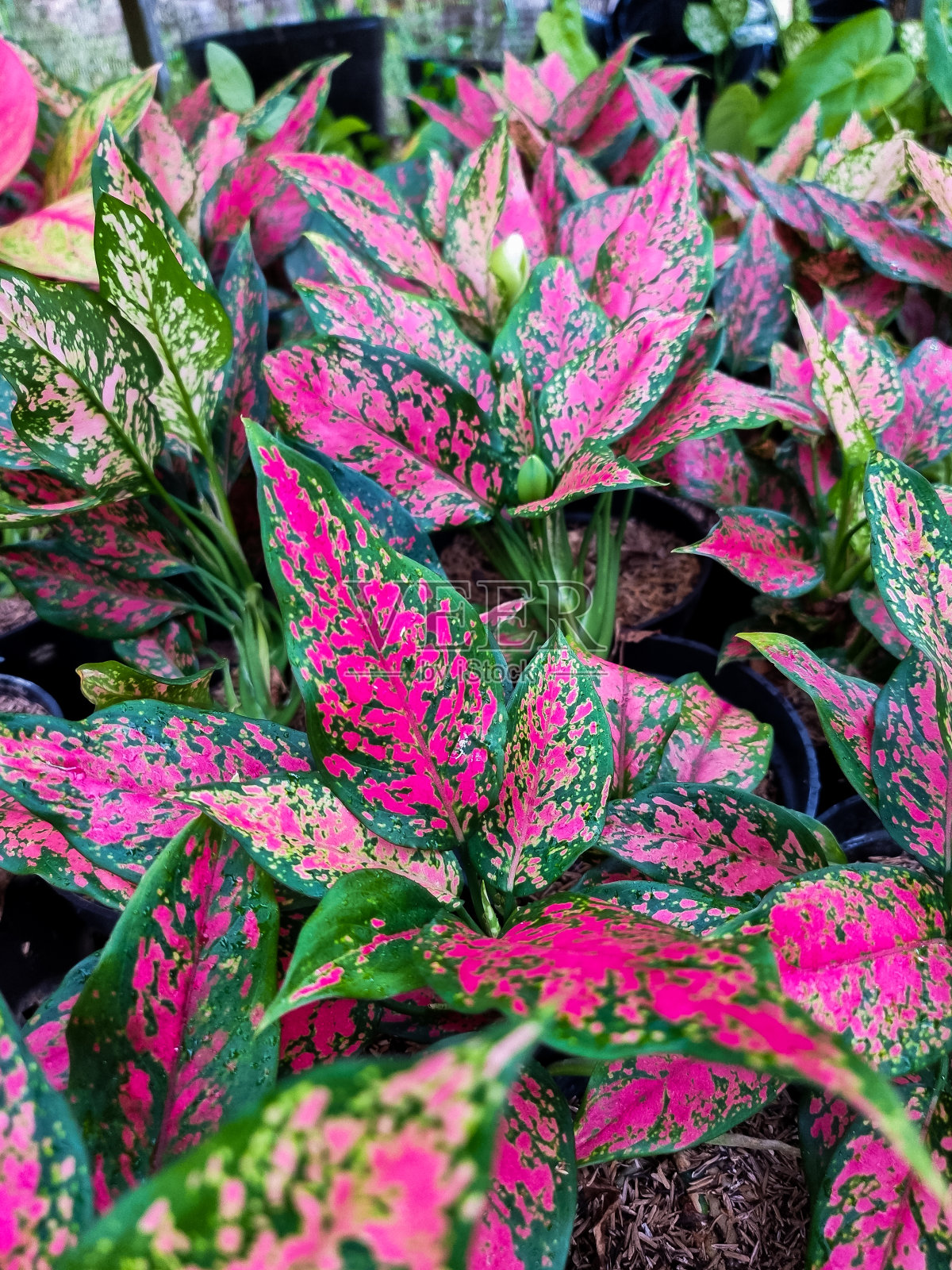 青花草或红青花草或中国常绿植物。照片摄影图片