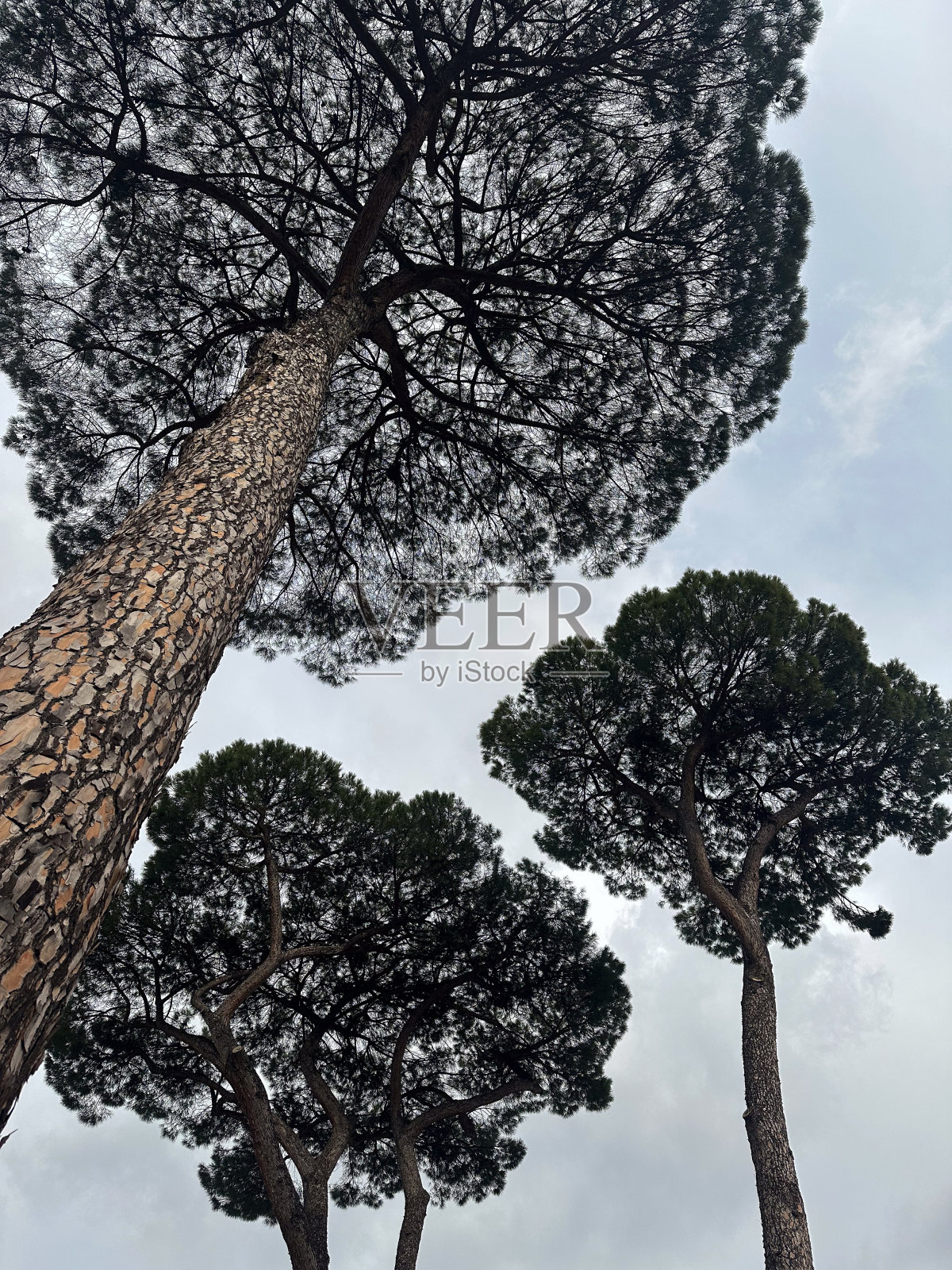 罗马广场上的树木照片摄影图片