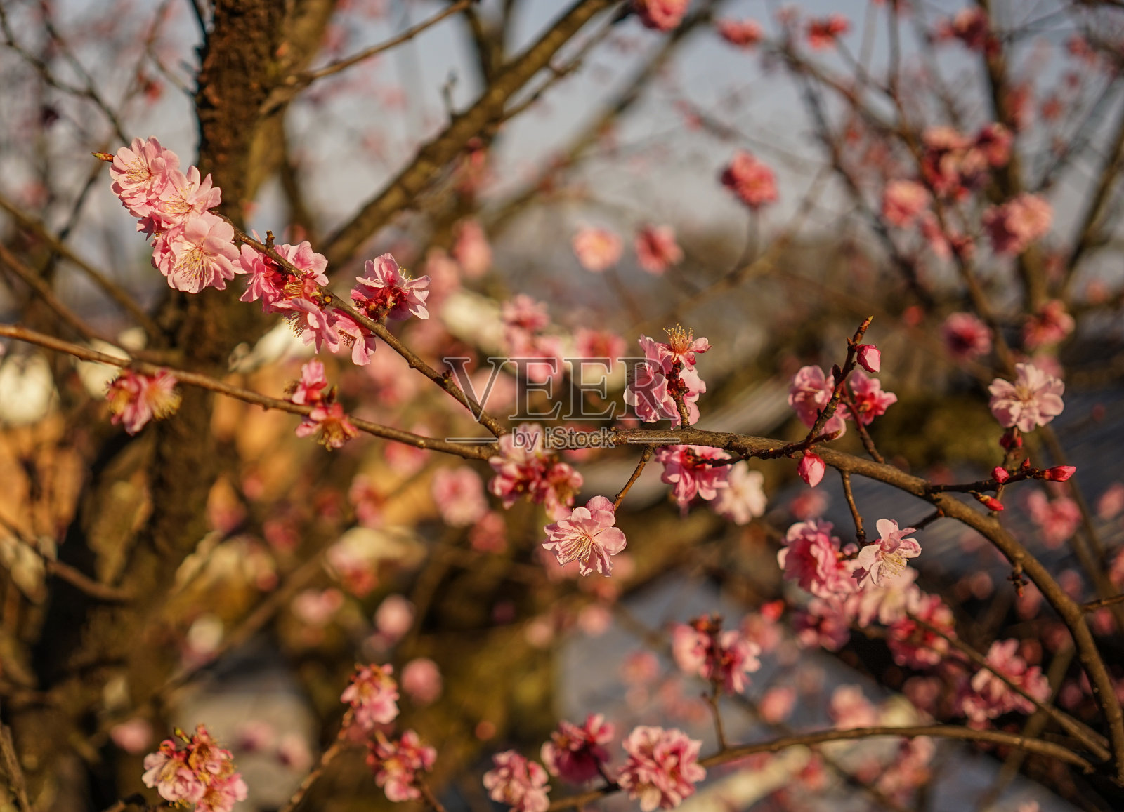 春天樱花盛开照片摄影图片