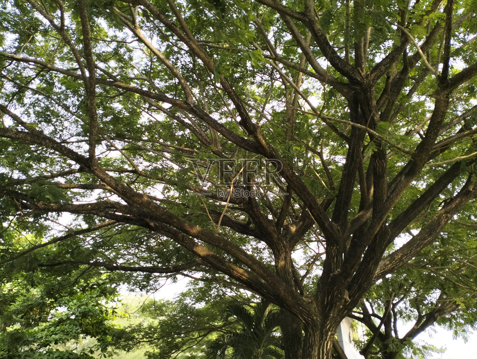 多枝树照片摄影图片