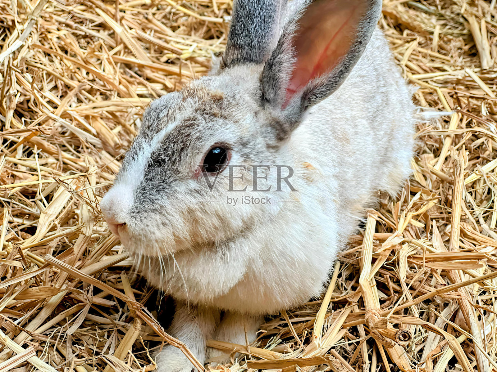 干草里的一只兔子。照片摄影图片