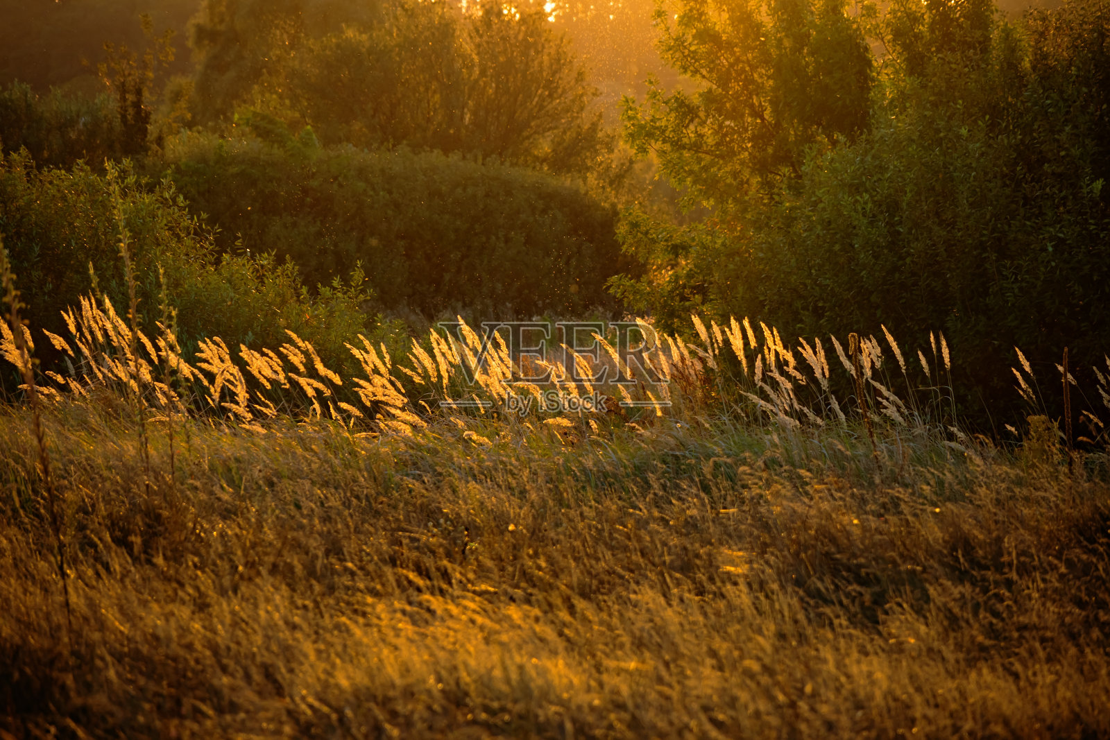 在夕阳的黄金时间里，草地、灌木和树木沐浴在阳光下照片摄影图片