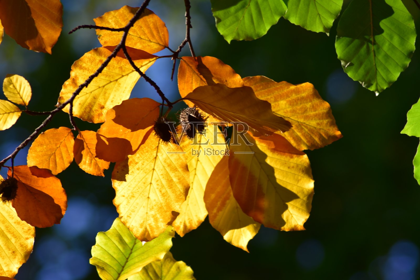 怀旧秋叶照片摄影图片