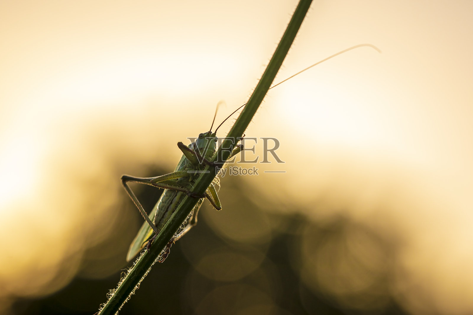 大绿灌木蟋蟀雄性，Tettigonia viridissima照片摄影图片