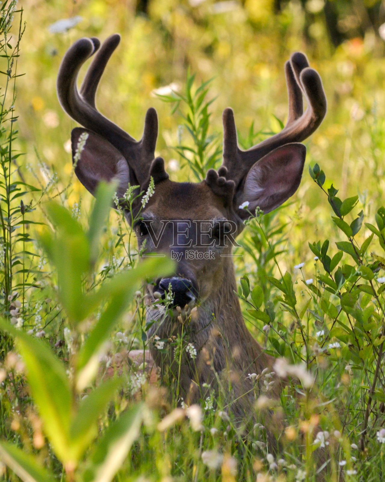 鹿照片摄影图片