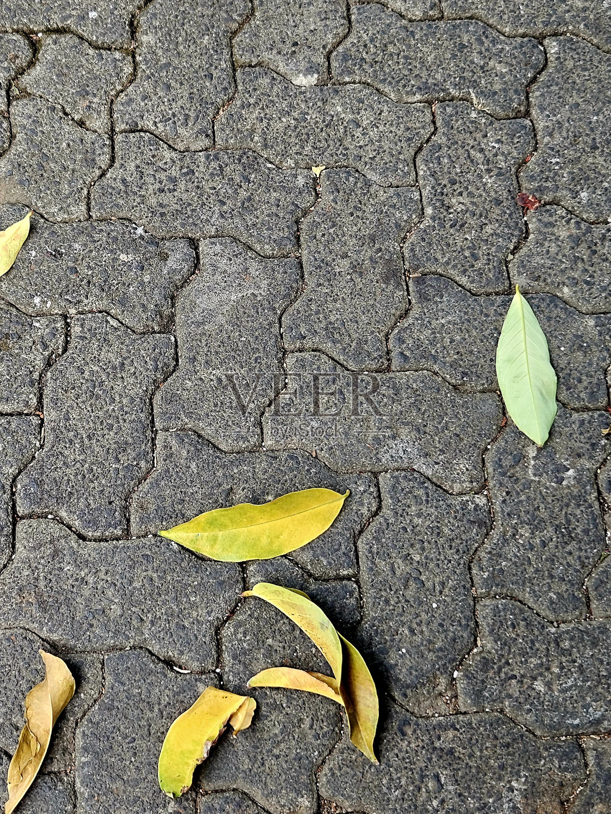 变黄的芒果叶照片摄影图片