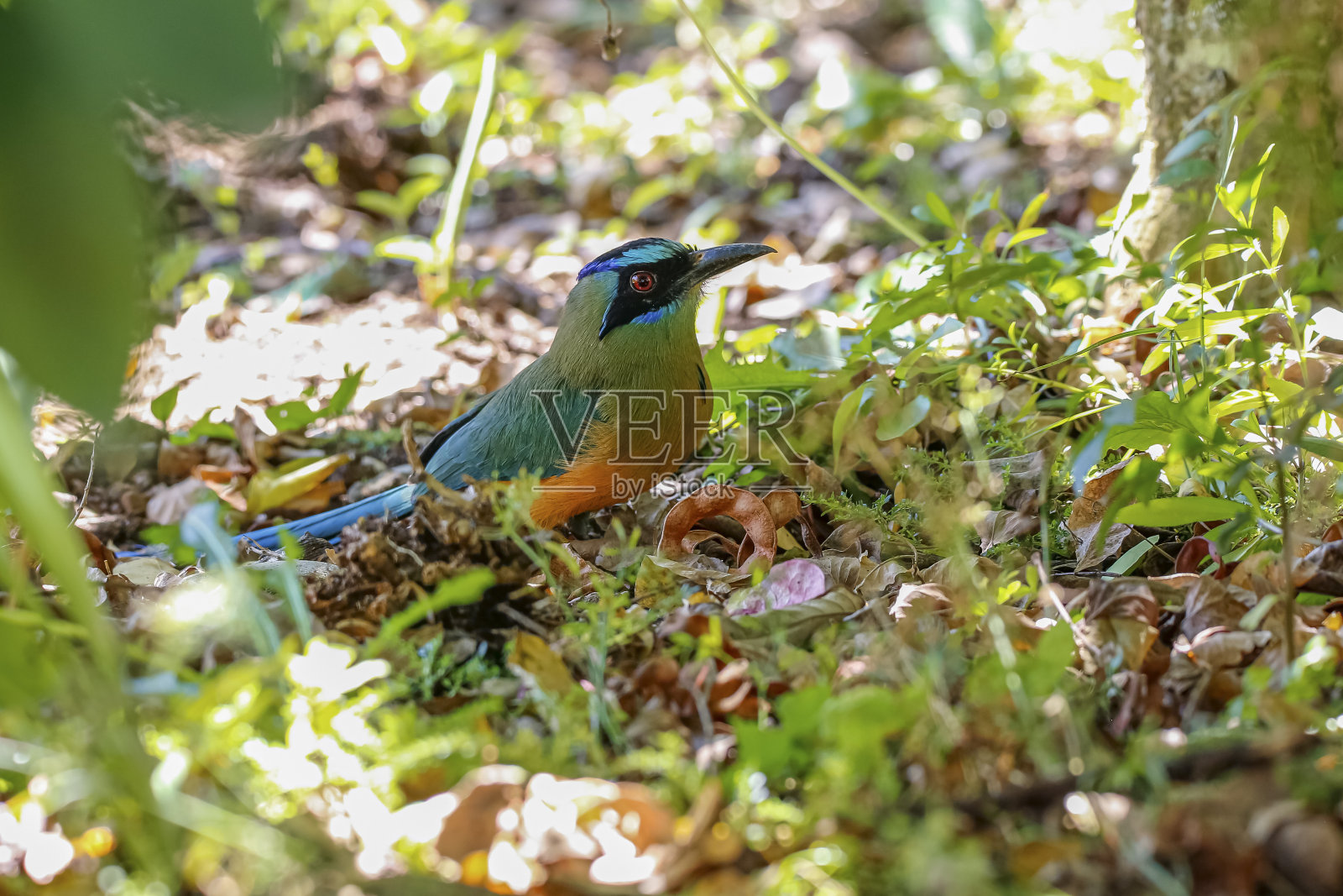哥伦比亚，一只鸣叫的土拨鼠栖息在树枝上的特写，背景是模糊的绿叶照片摄影图片