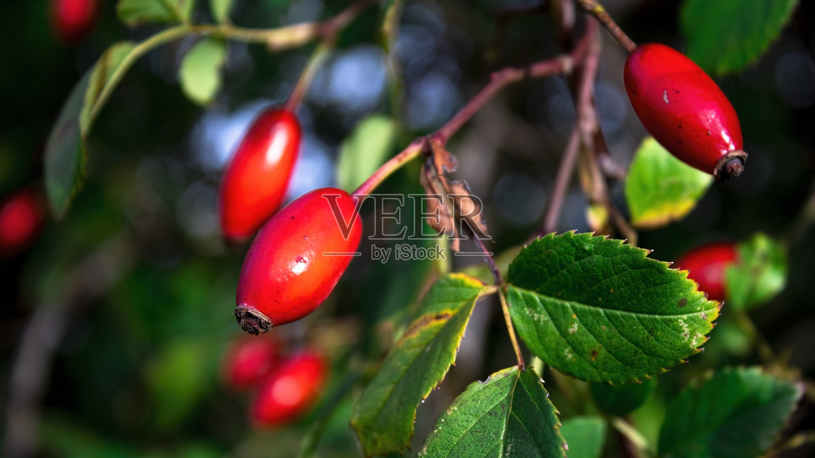 特写镜头。鲜红的玫瑰果。绿叶和成熟的玫瑰果。照片摄影图片
