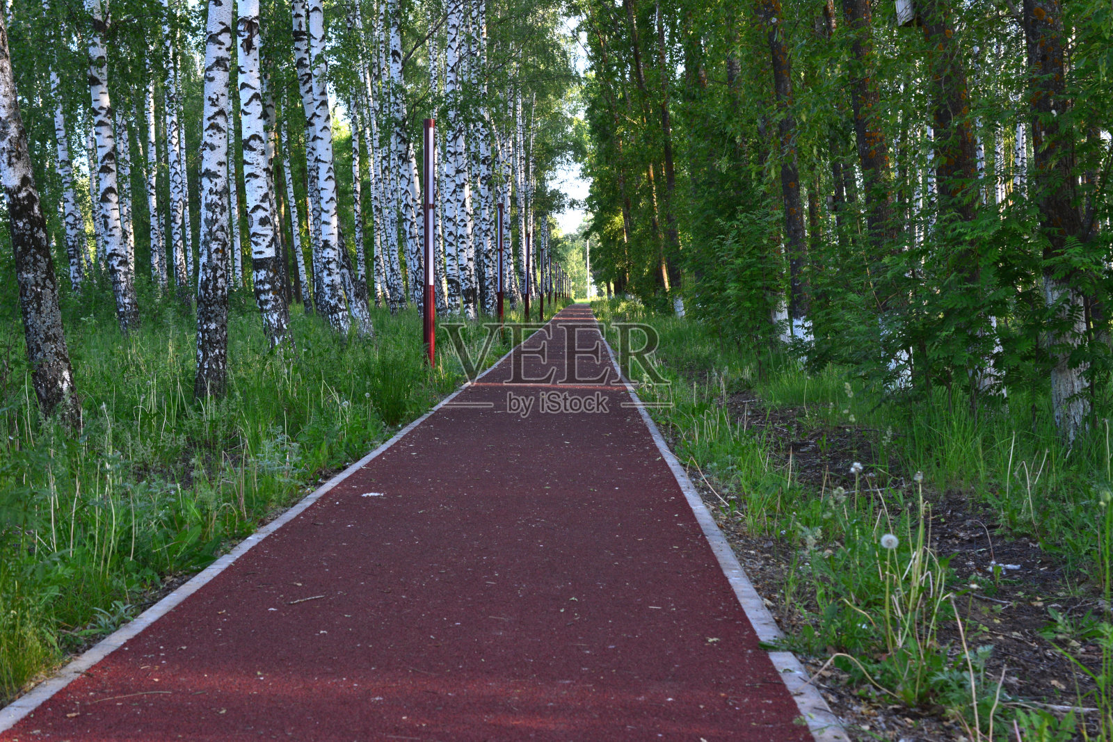 空旷的跑道被隔离在白桦树的公园里照片摄影图片