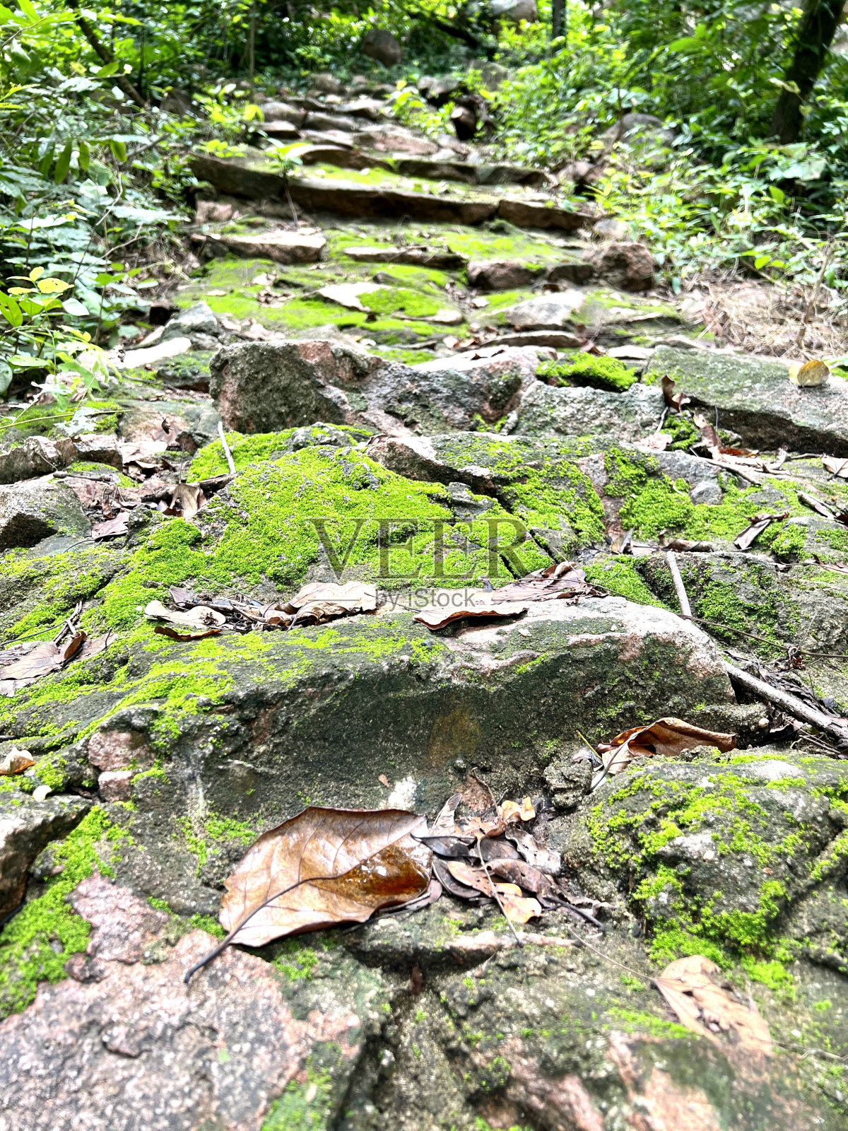 绿色的苔藓照片摄影图片