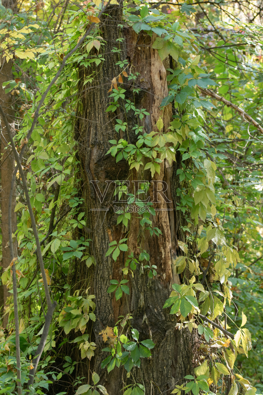 老树的树干和植物的枝叶。照片摄影图片