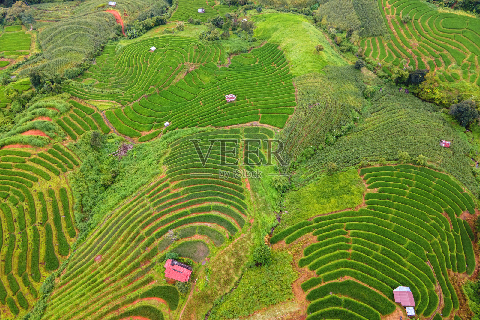 泰国清迈的梯田照片摄影图片