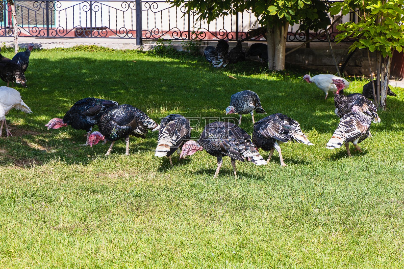 家禽有价值的营养肉类-火鸡肉照片摄影图片