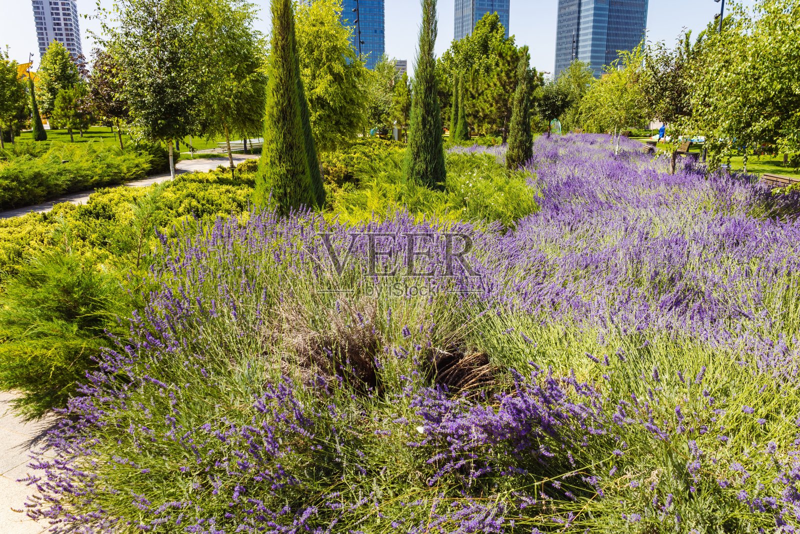 紫色芳香的花(田间植物)，有药用功效，叫做薰衣草照片摄影图片
