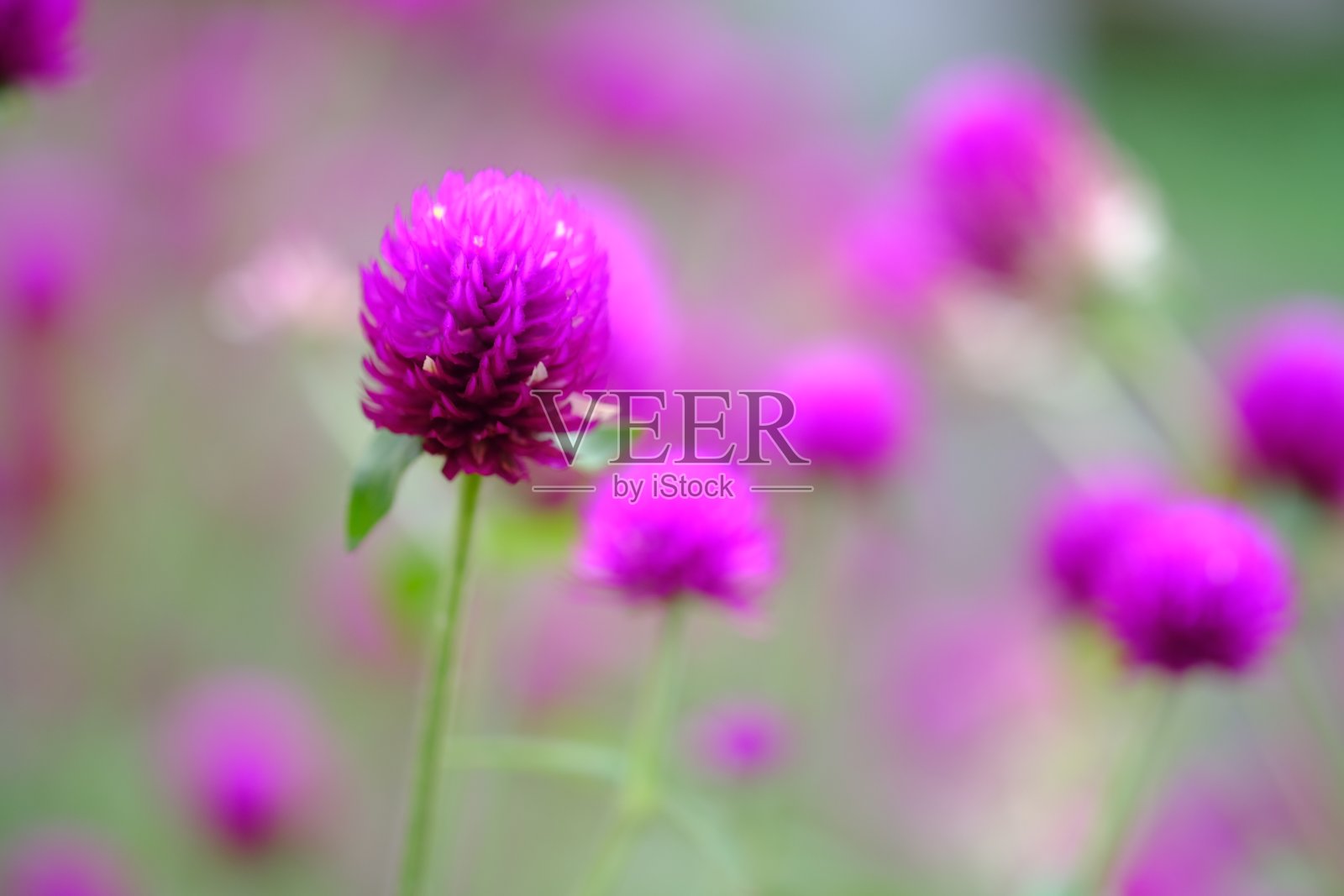 旋钮花园。Gomphrena globosa。这种植物是一年生草本植物，一般用作观赏植物，也可以用作花茶。有选择性的重点。Bunga kenop。可食用的花。照片摄影图片