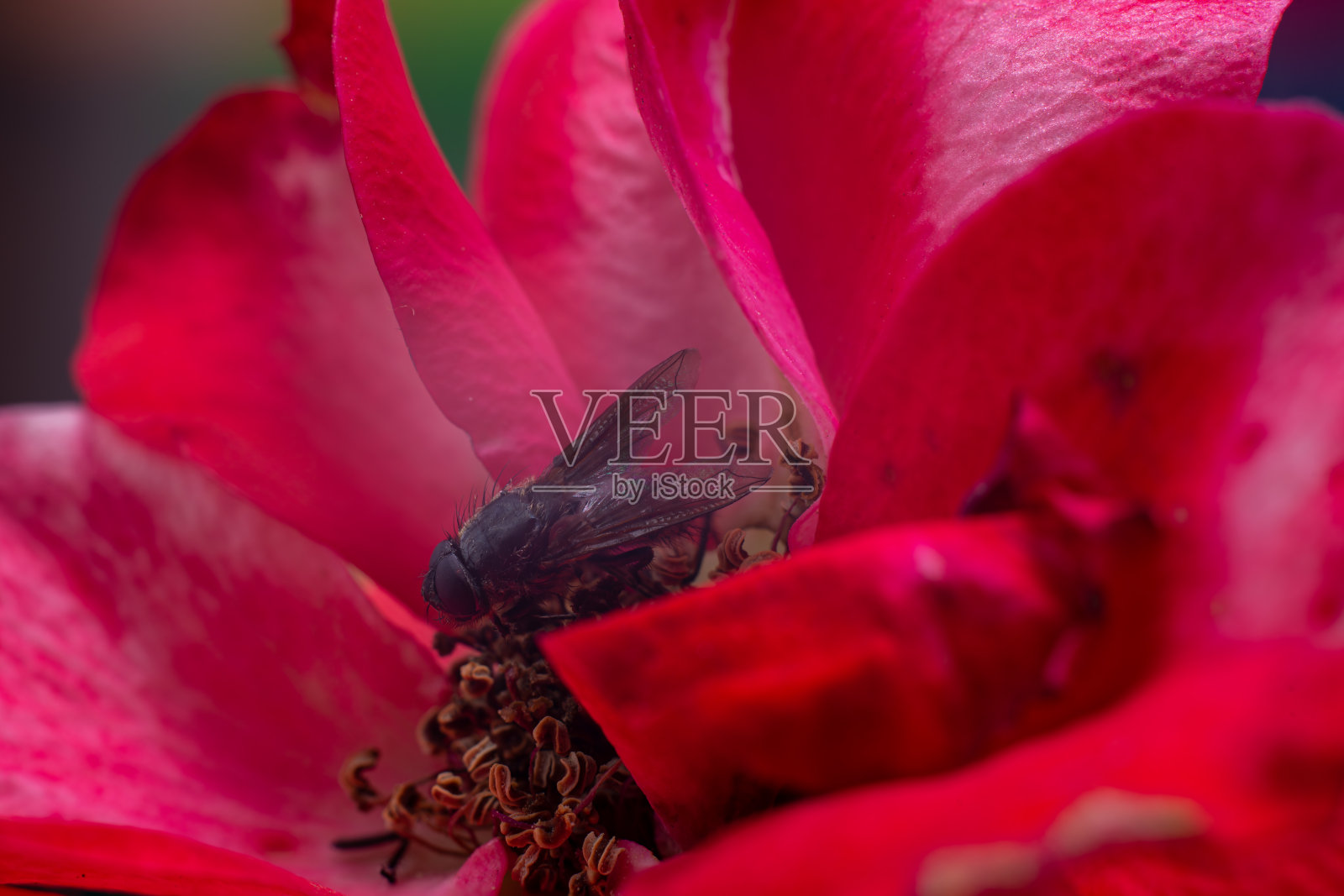 宏苍蝇坐在红玫瑰花上照片摄影图片