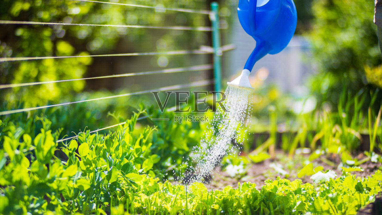 在炎炎夏日用喷壶给种植园里的蔬菜浇水。园艺的概念。种植在床上的农业植物照片摄影图片