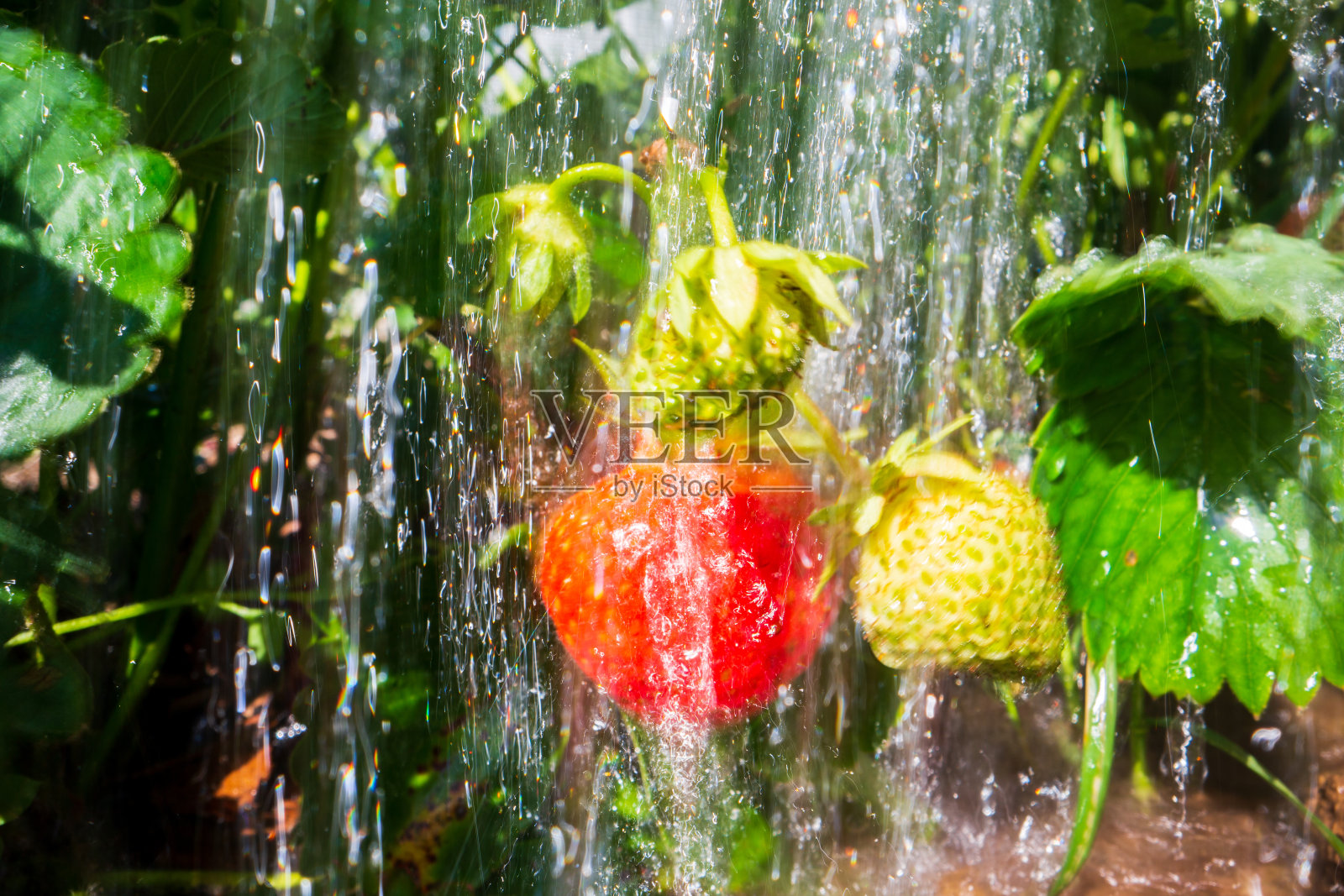 近距离拍摄夏天在种植园里给成熟的草莓浇水。滴水灌溉庄稼。园艺的概念。种植在床上的农业植物照片摄影图片