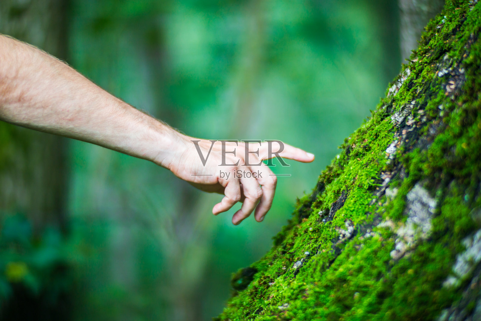 一个男人的手触摸树干特写。树皮木头。爱护环境。人类拯救世界、热爱自然的生态理念照片摄影图片
