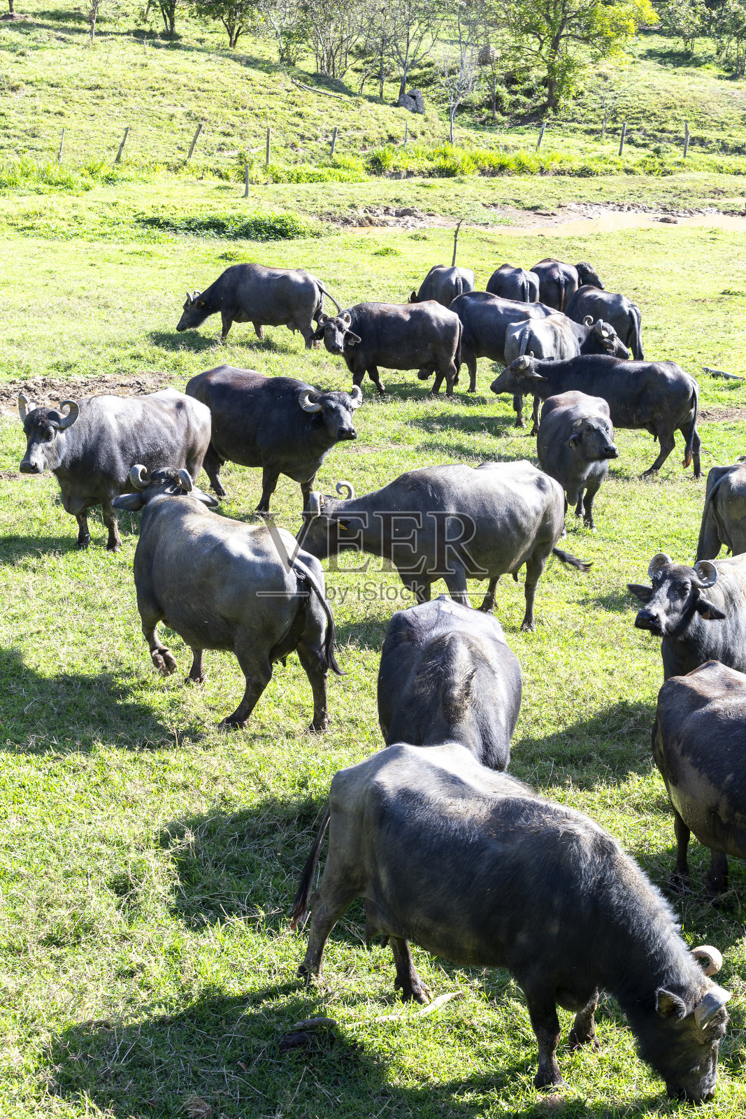 牧场上的水牛奶牛。米纳斯吉拉斯州，巴西照片摄影图片