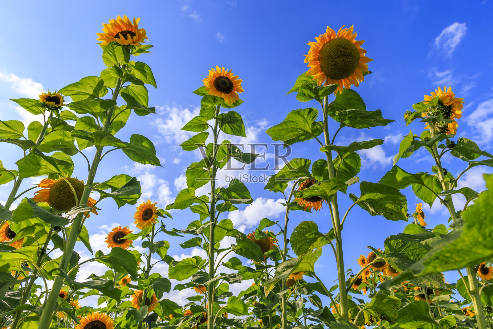 在伍斯特郡，高大的巨型向日葵在蔚蓝的夏日天空下闪闪发光照片摄影图片