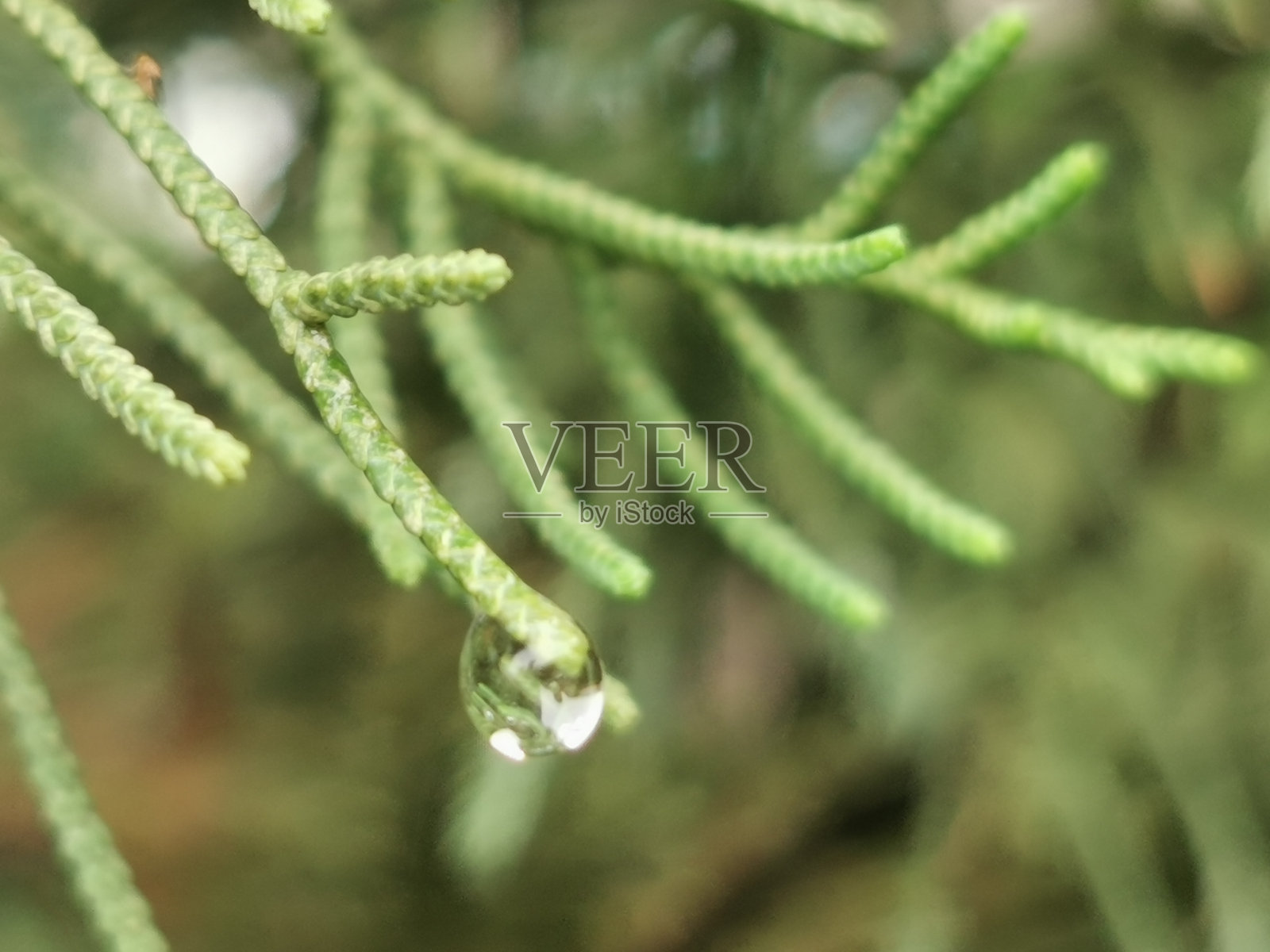 松树或柏树的绿叶。照片摄影图片