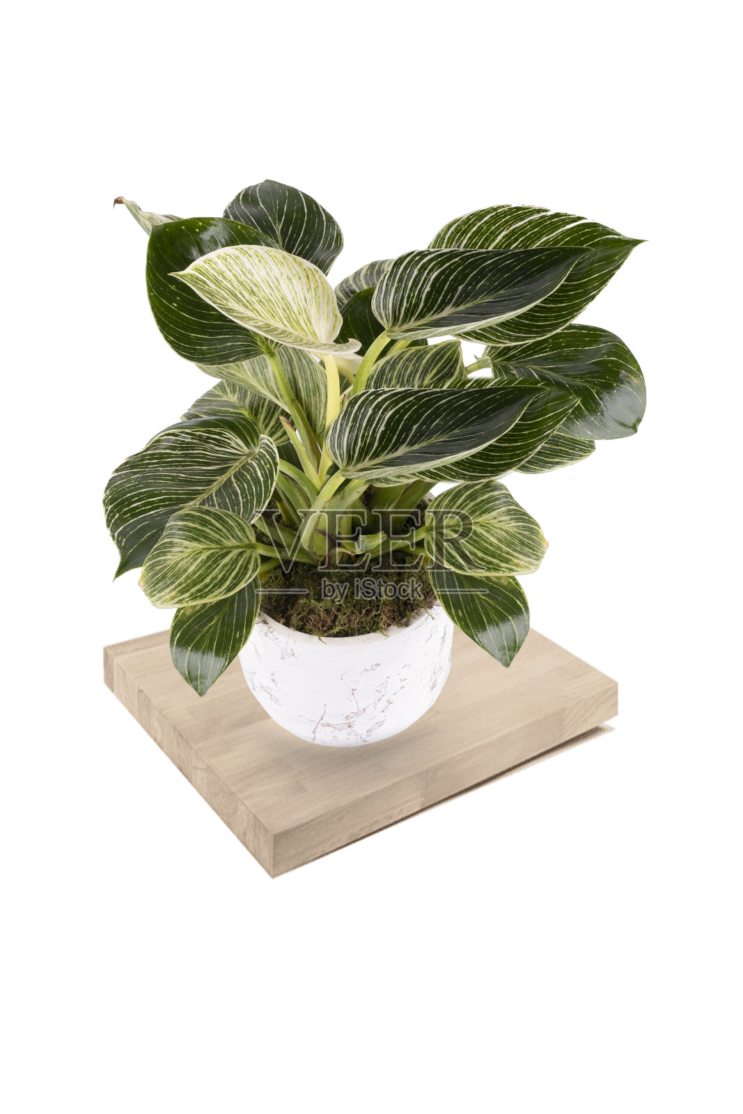 这是一株郁郁葱葱、健康的白蝴蝶合欢盆栽植物的照片，它长着绿色的箭形叶子，生长在一个蓝色的陶瓷花盆里，孤立在明亮的白色背景上。照片摄影图片