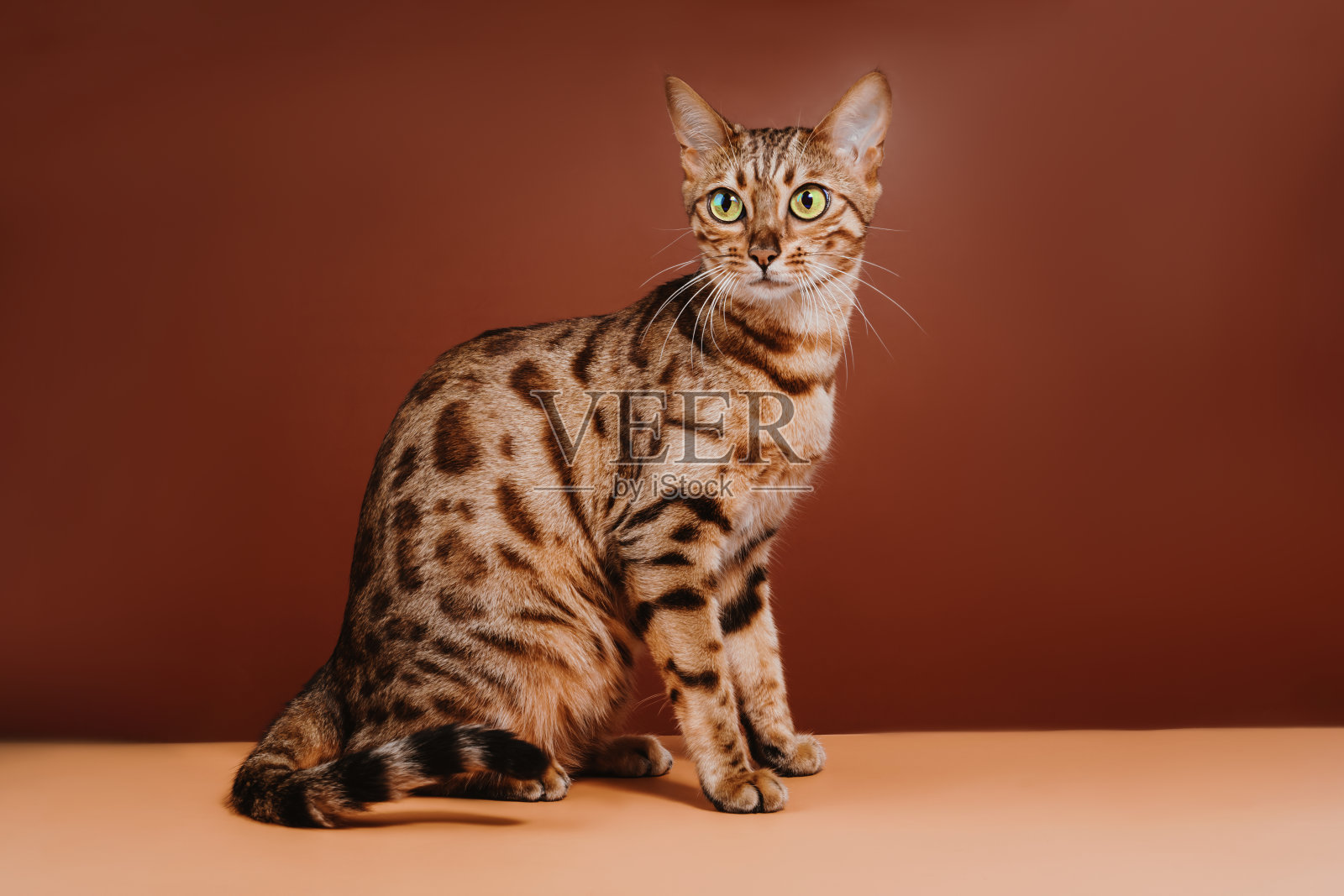 美丽的孟加拉猫在棕色背景上摆姿势。孟加拉猫是一种光滑、肌肉发达的猫科动物，外表野性十足，厚重而奢华的皮毛上有大胆的大理石纹和斑点。副本的空间。照片摄影图片