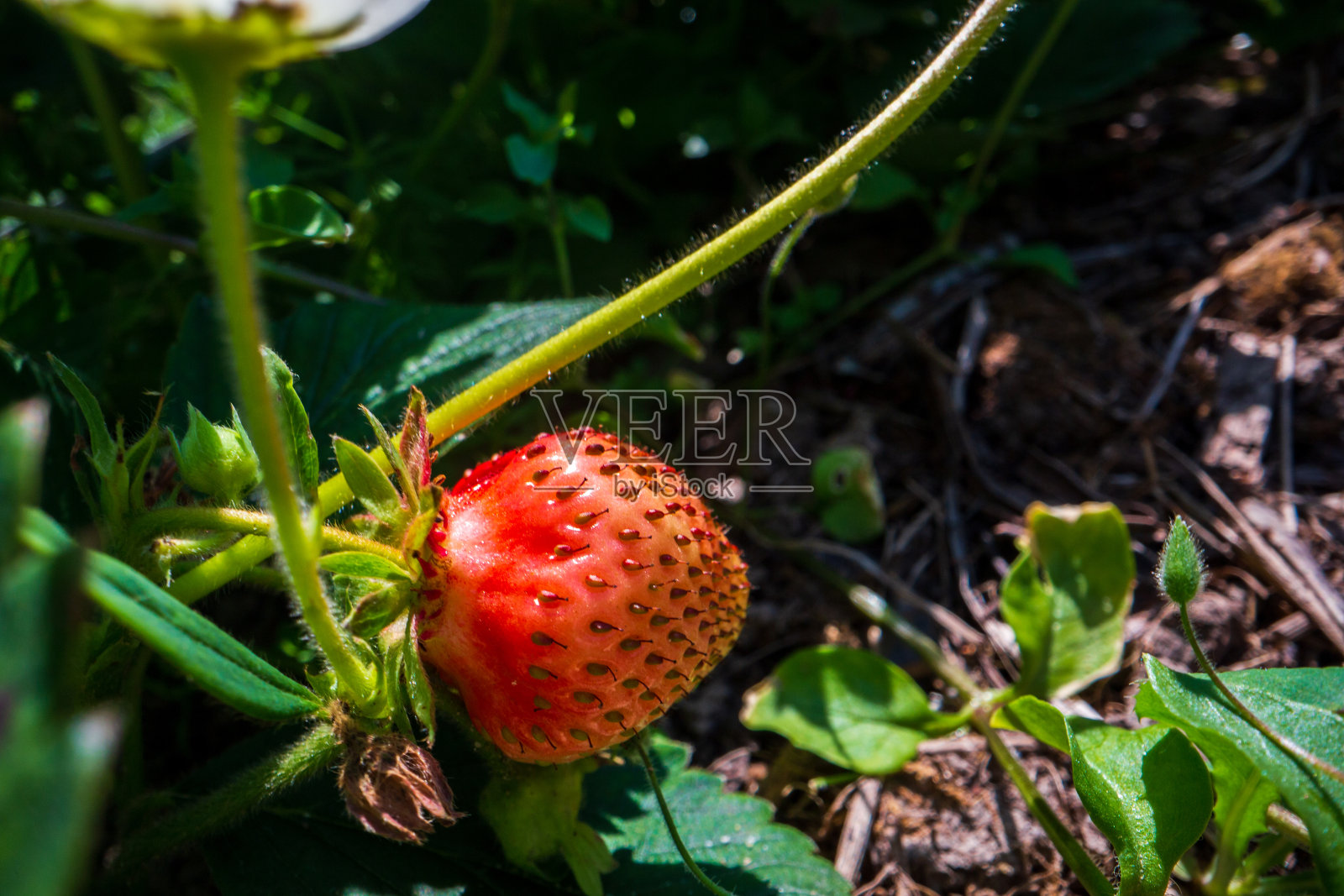 农场上草莓的茎、叶、果实特写。绿色新鲜的天然粮食作物。园艺的概念。生长在花园床上的农业植物照片摄影图片