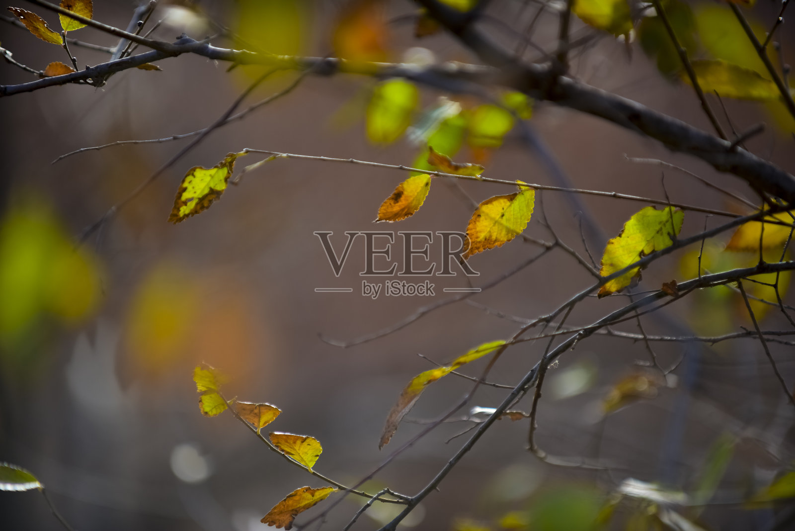 阿根廷巴塔哥尼亚潘帕省森林中的秋叶。照片摄影图片