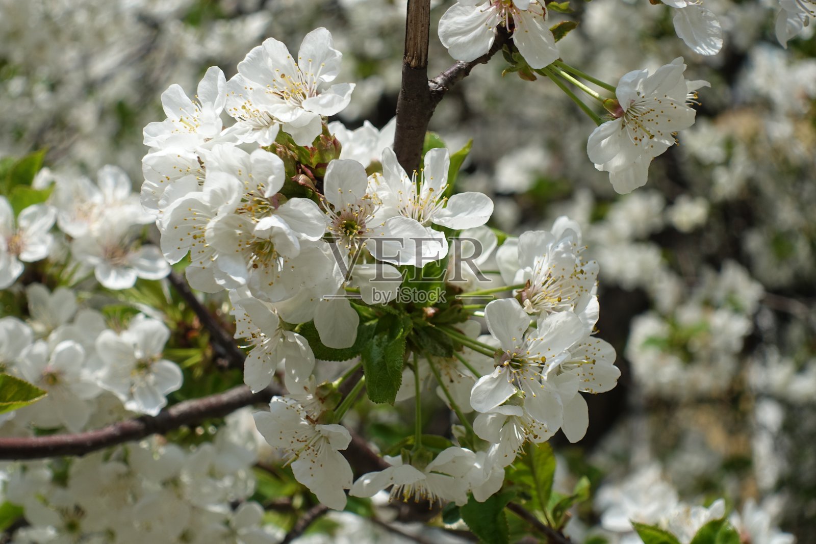 四月中旬近距离观赏樱花照片摄影图片